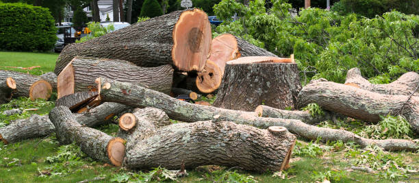 Tree and Shrub Care in Hurleyville, NY