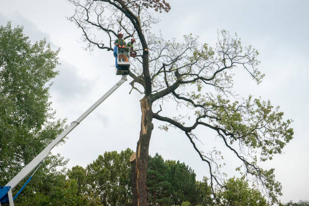 How Our Tree Care Process Works  in  Hurleyville, NY