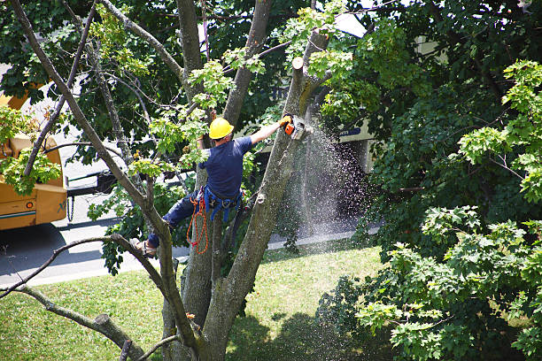 Hurleyville, NY Tree Care Company